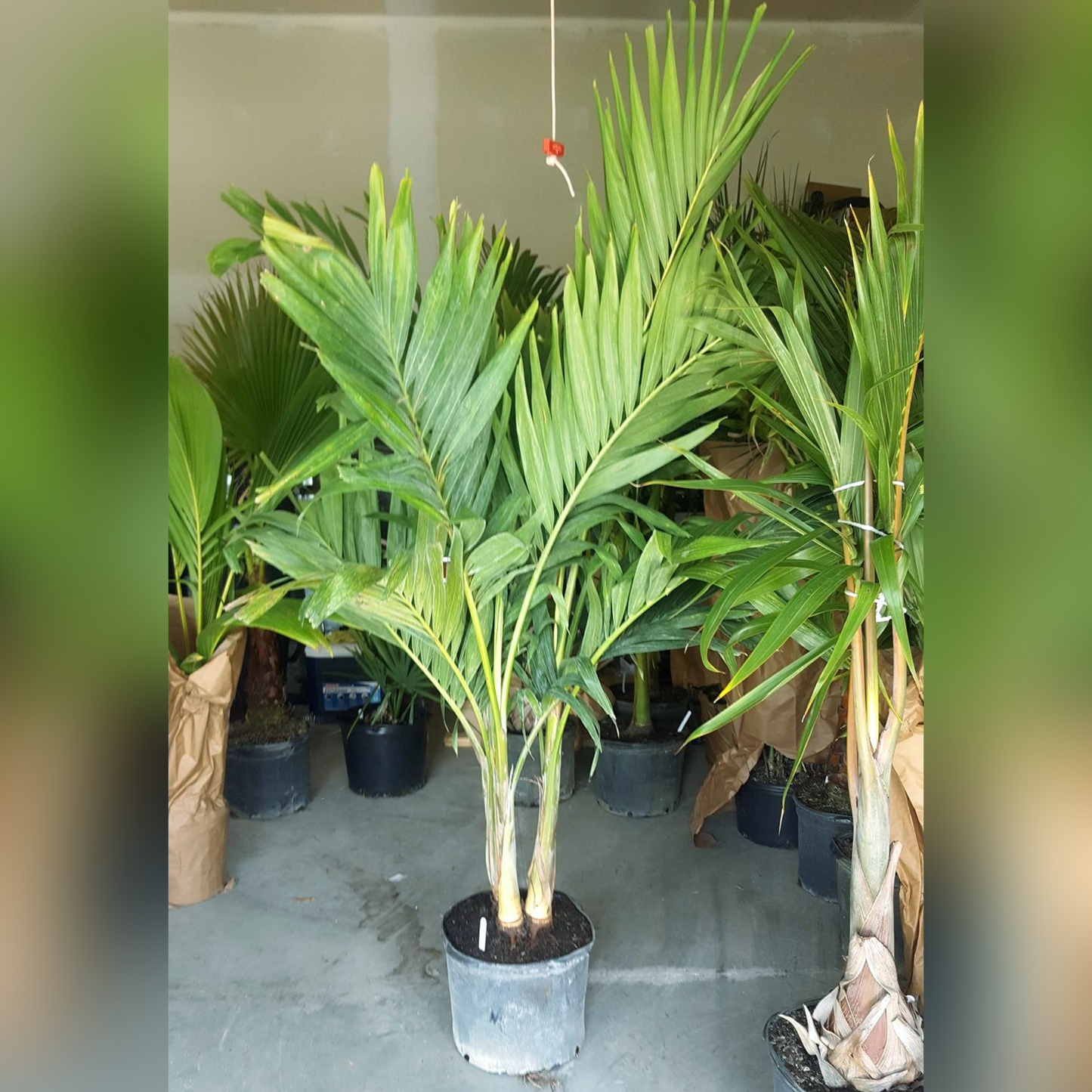 Christmas Palm Tree