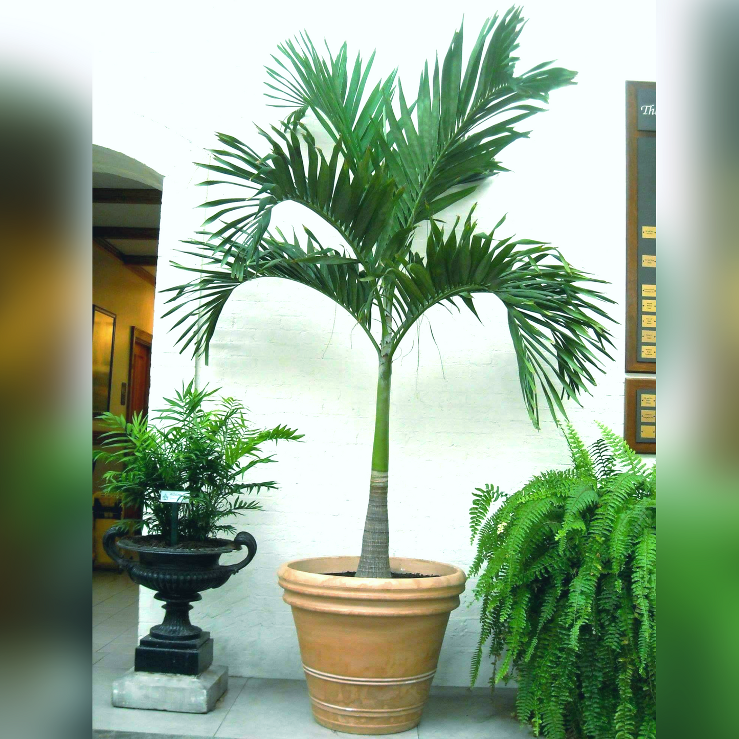 Christmas Palm Tree