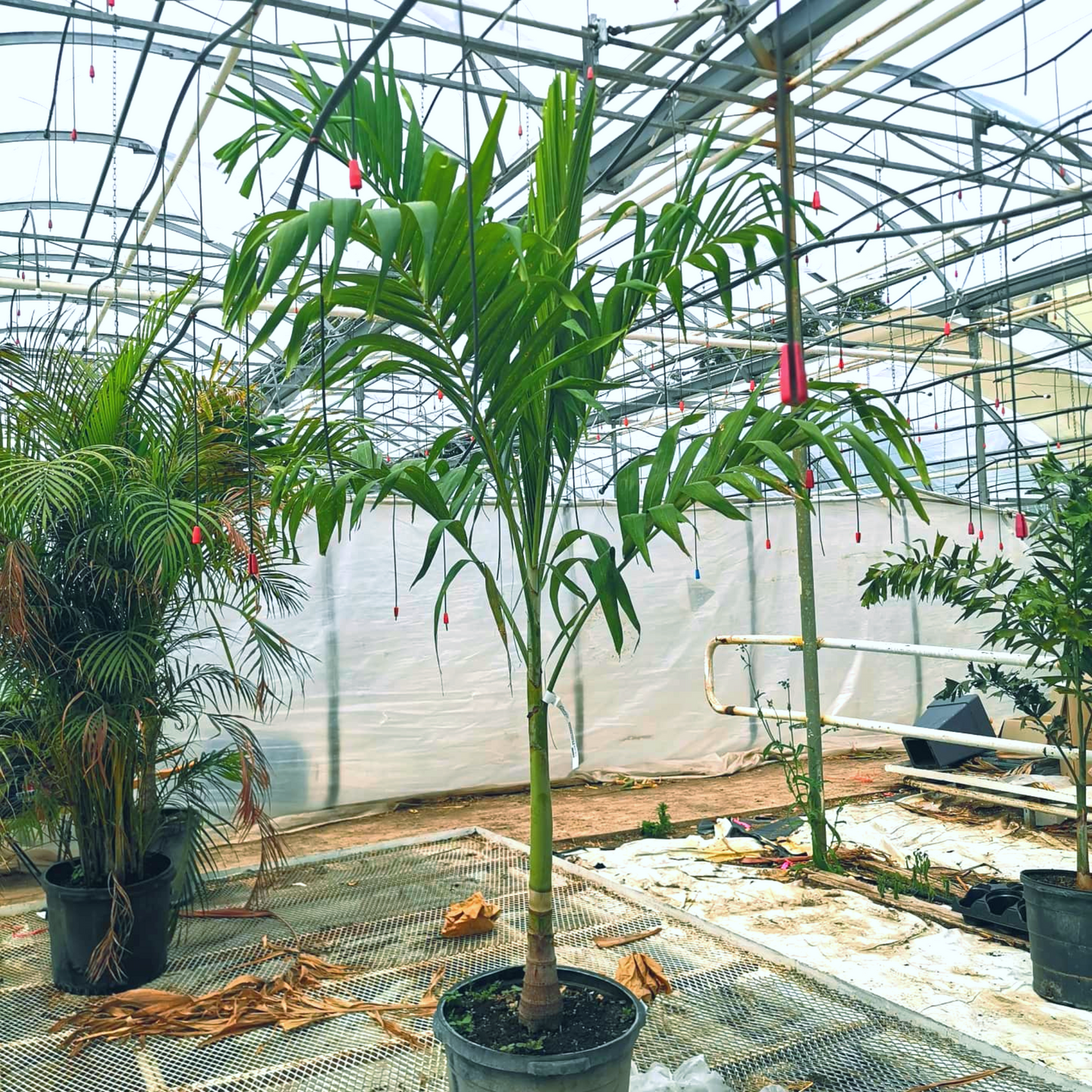 Christmas Palm Tree