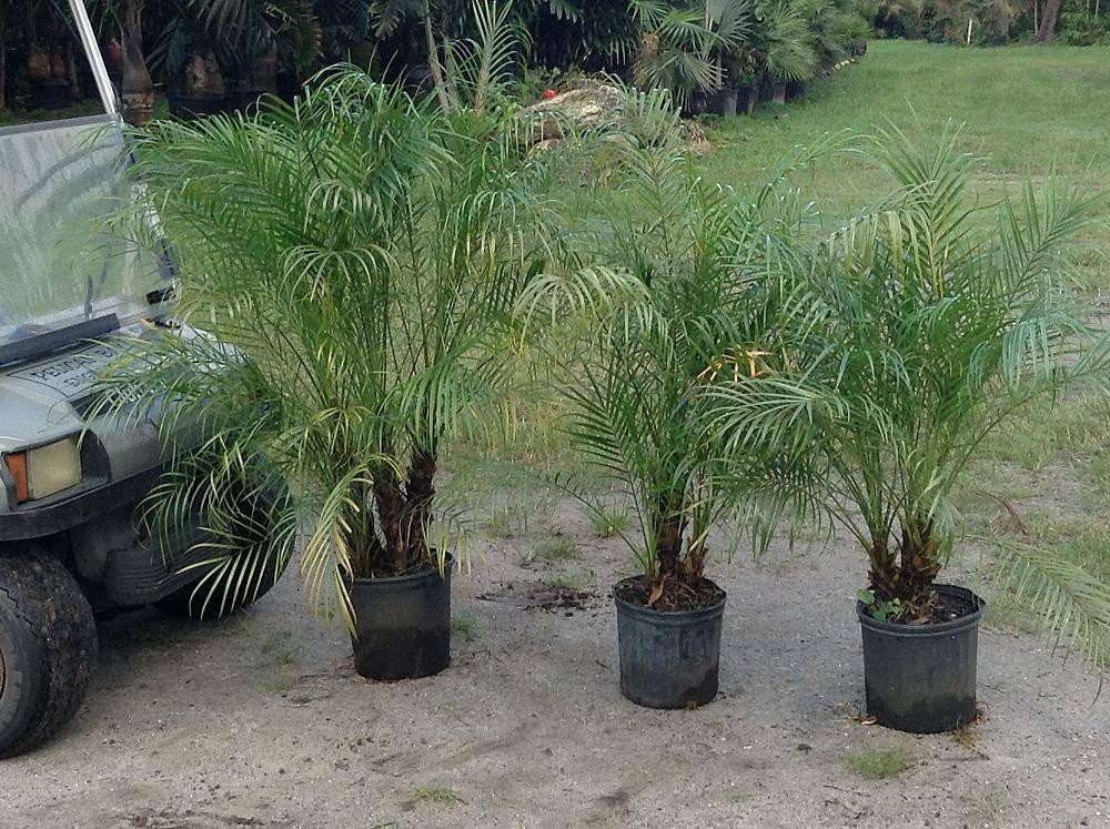 Pygmy Date Palm Tree ( Roebelinii ) - Palms and Plants Canada (formerly Norfolk Exotics)