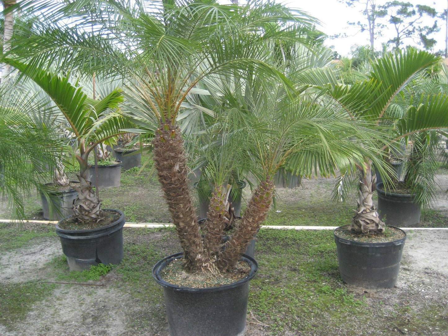 Pygmy Date Palm Tree ( Roebelinii ) - Palms and Plants Canada (formerly Norfolk Exotics)