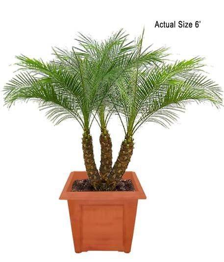 Pygmy Date Palm Tree ( Roebelinii ) - Palms and Plants Canada (formerly Norfolk Exotics)