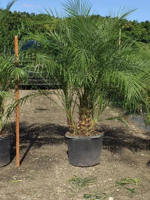 Pygmy Date Palm Tree ( Roebelinii ) - Palms and Plants Canada (formerly Norfolk Exotics)