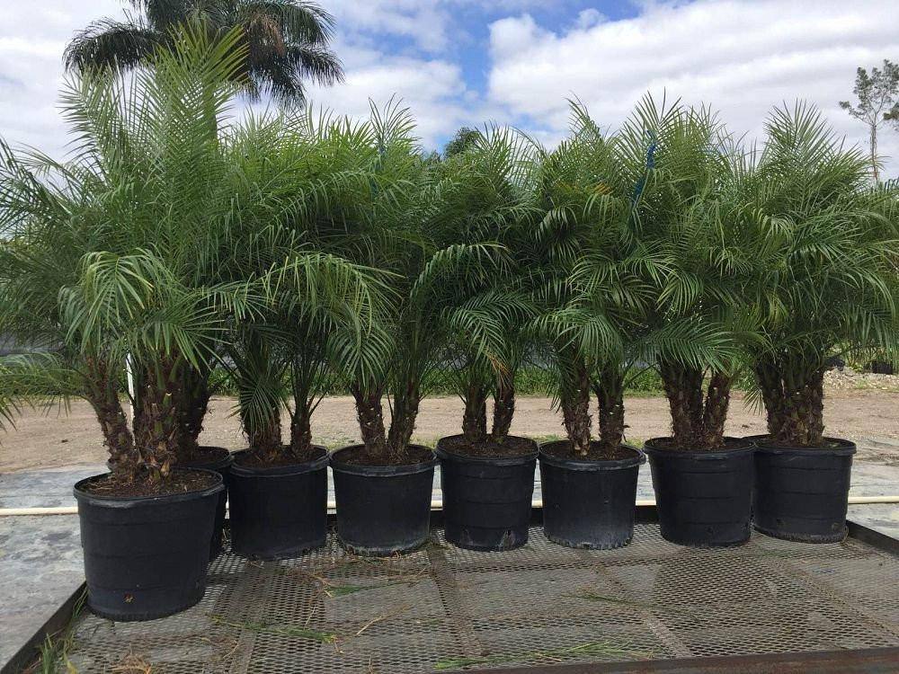 Pygmy Date Palm Tree ( Roebelinii ) - Palms and Plants Canada (formerly Norfolk Exotics)