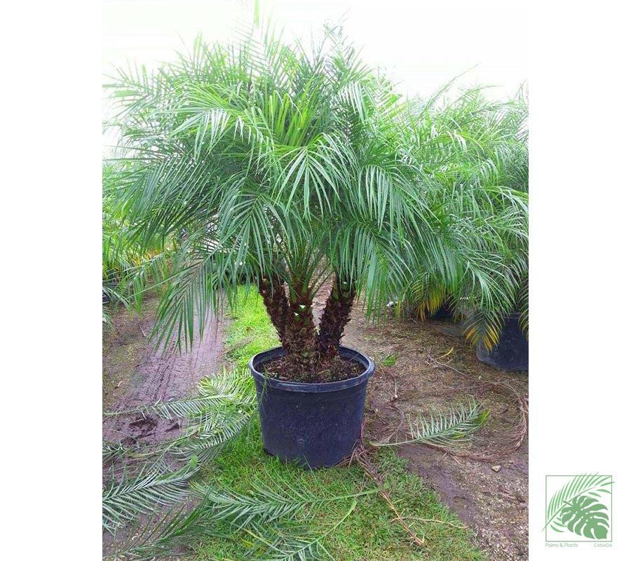 Pygmy Date Palm Tree ( Roebelinii ) - Palms and Plants Canada (formerly Norfolk Exotics)