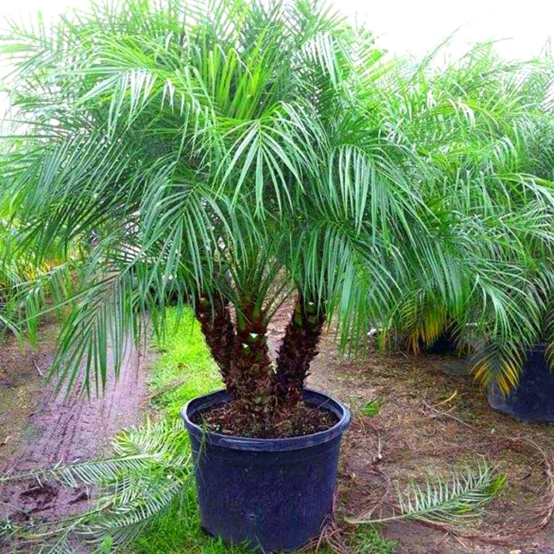 Pygmy Date Palm