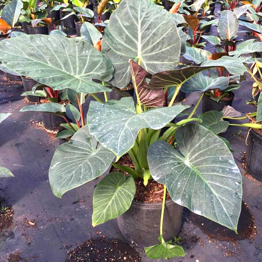 Regal Shields Elephant Ear