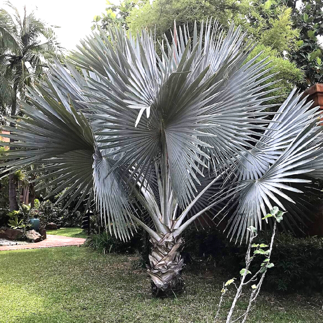 Silver palm deals tree