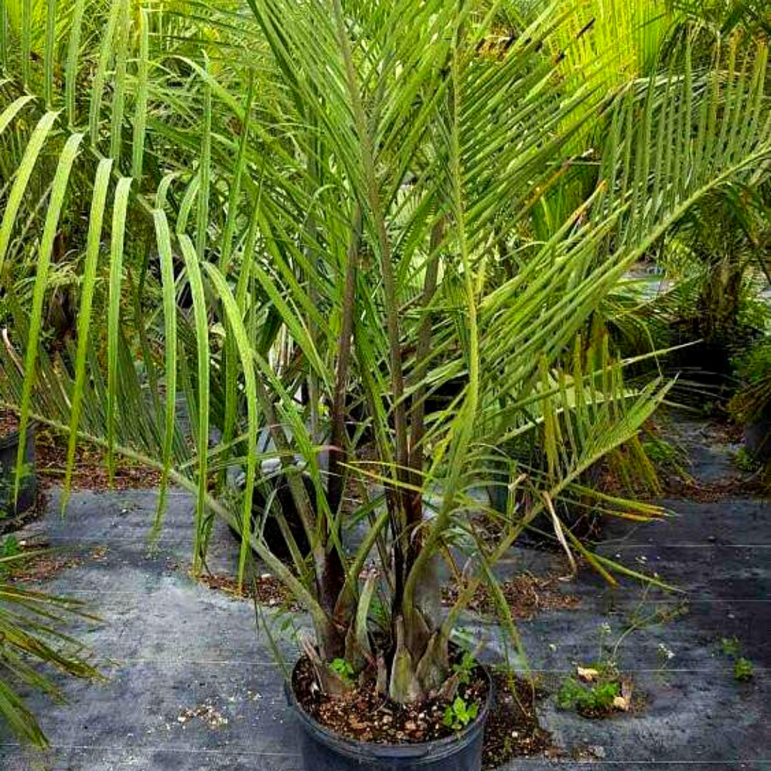 Triangle Palm Tree