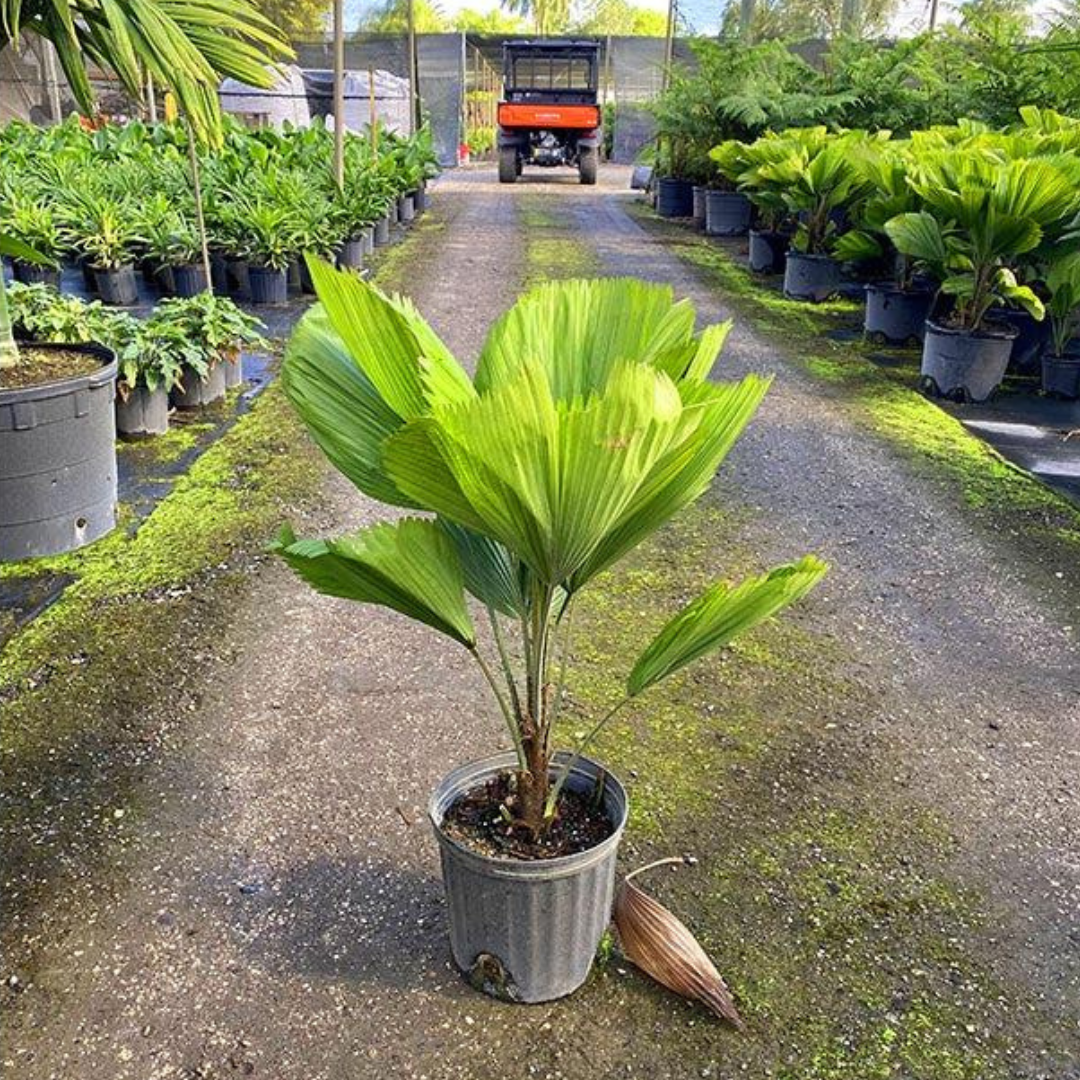 Grand Licuala Palm