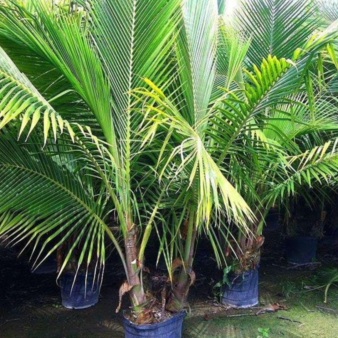 Coconut Palm Tree