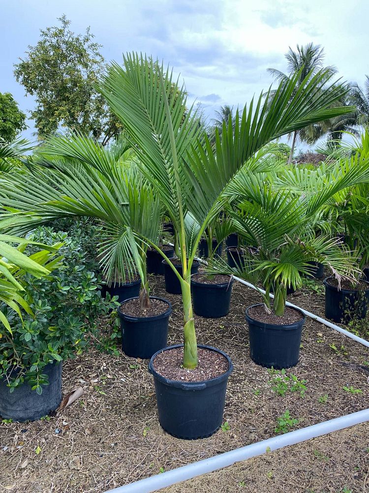 Piccabeen Palm