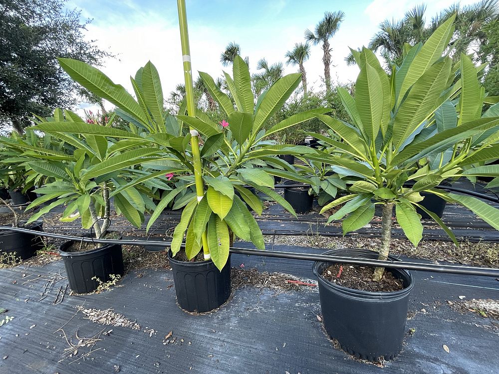 Plumeria 'Pink'