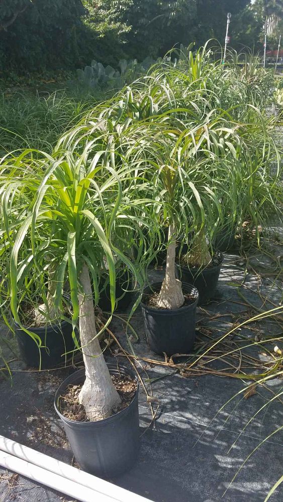 Ponytail Palm