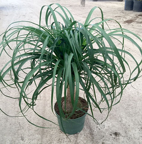 Ponytail Palm