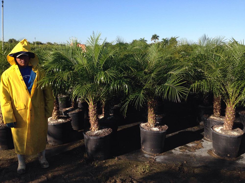 Pygmy Date Palm
