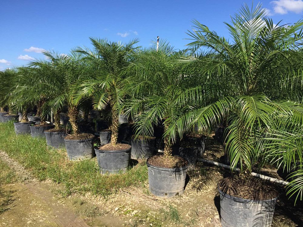 Pygmy Date Palm
