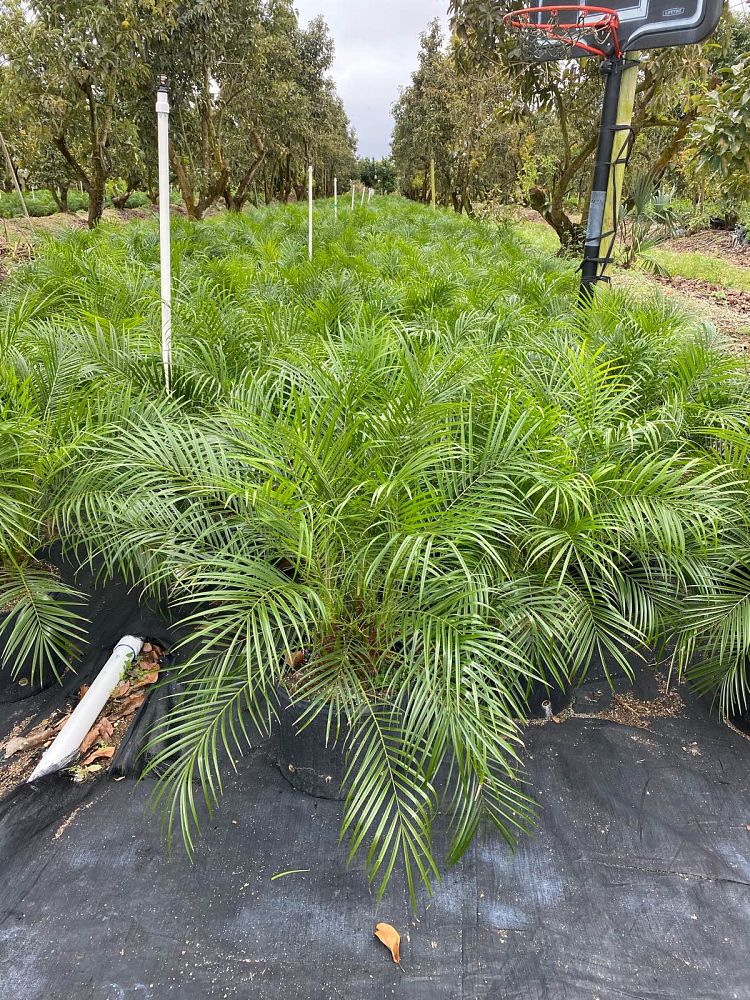 Pygmy Date Palm