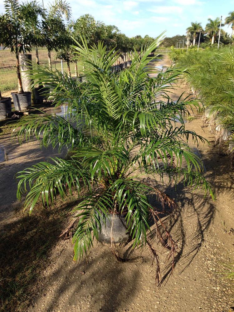 Pygmy Date Palm