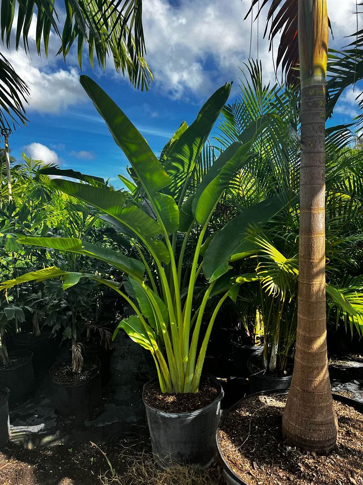 Traveler's Palm