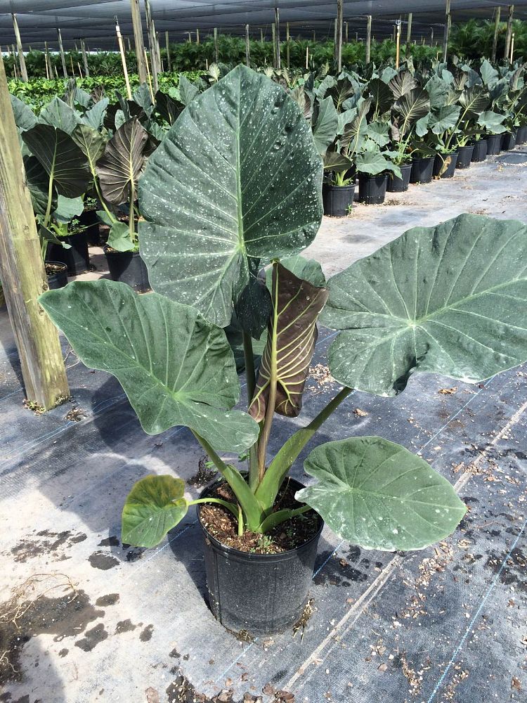 Regal Shields Elephant Ear