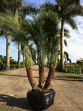Pygmy Date Palm Tree ( Roebelinii ) - Palms and Plants Canada (formerly Norfolk Exotics)