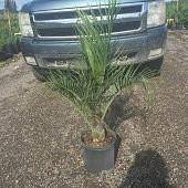 Triangle Palm Tree - Palms and Plants Canada (formerly Norfolk Exotics)