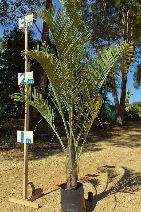 Triangle Palm Tree - Palms and Plants Canada (formerly Norfolk Exotics)