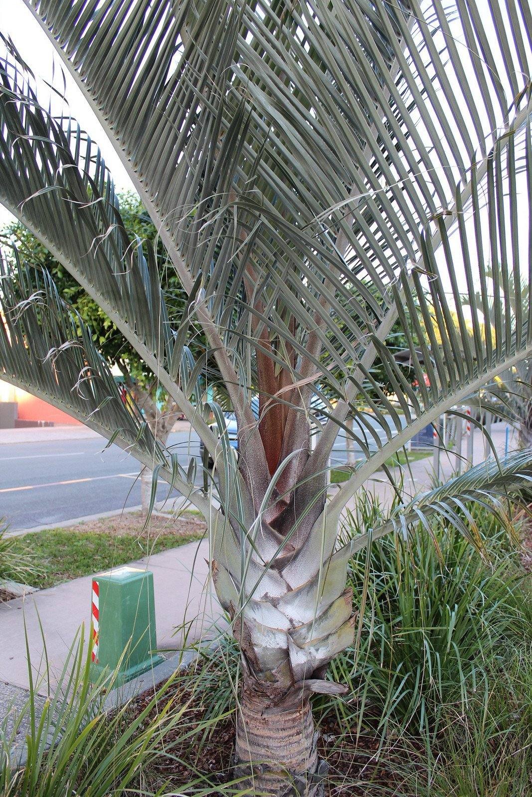 Triangle Palm Tree - Palms and Plants Canada (formerly Norfolk Exotics)