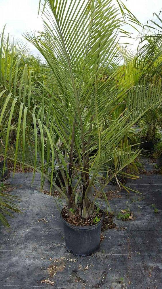 Triangle Palm Tree - Palms and Plants Canada (formerly Norfolk Exotics)