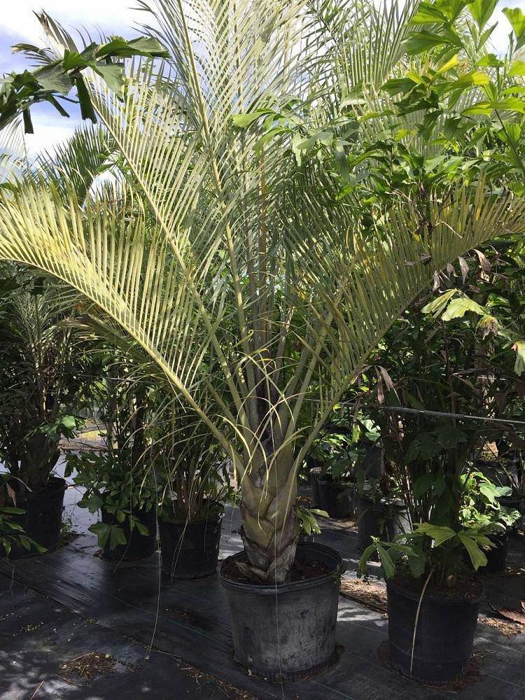Triangle Palm Tree - Palms and Plants Canada (formerly Norfolk Exotics)