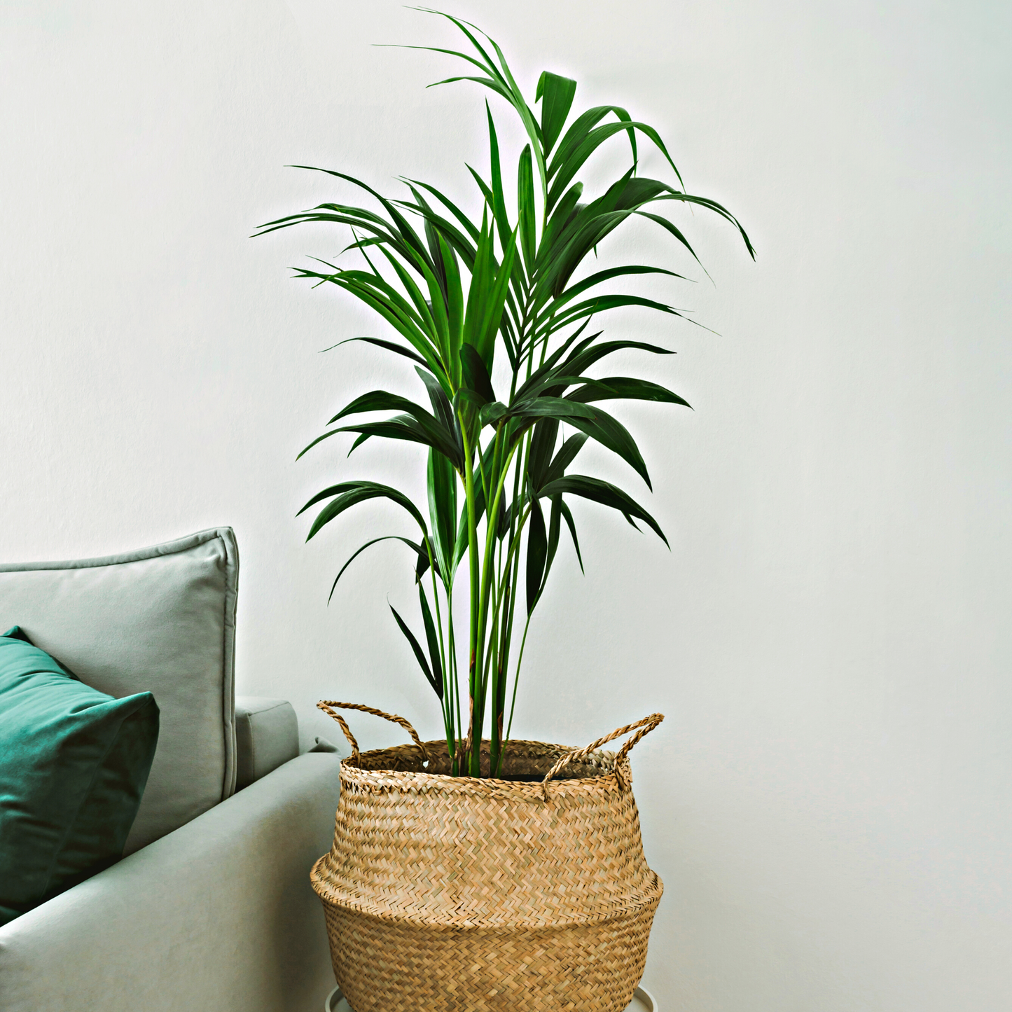 Kentia Palm