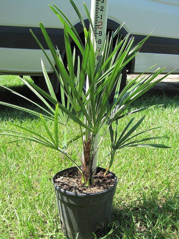 Windmill Palm Tree - Palms and Plants Canada (formerly Norfolk Exotics)