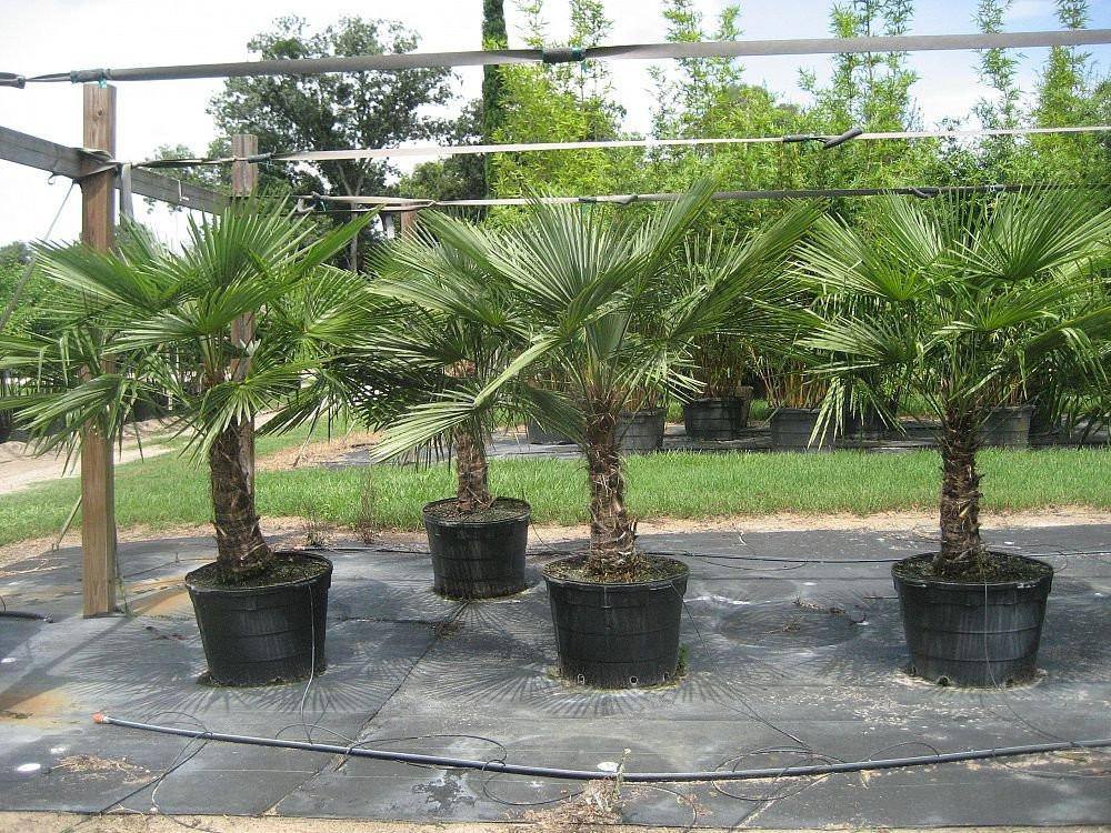 Windmill Palm Tree - Palms and Plants Canada (formerly Norfolk Exotics)