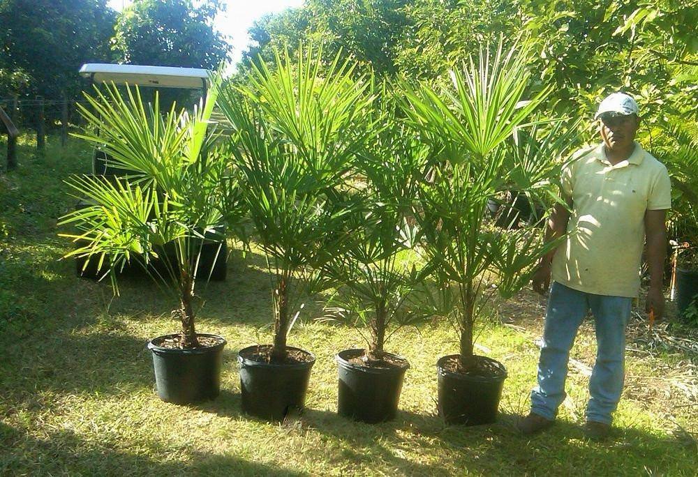 Windmill Palm Tree - Palms and Plants Canada (formerly Norfolk Exotics)