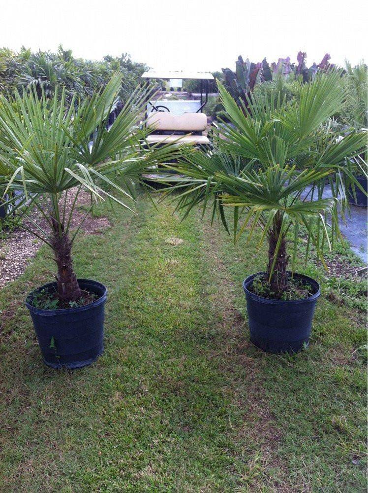Windmill Palm Tree - Palms and Plants Canada (formerly Norfolk Exotics)