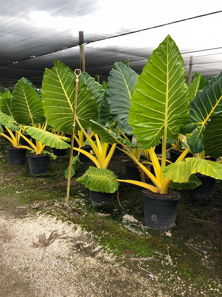 Yellow Stem Elephant Ear
