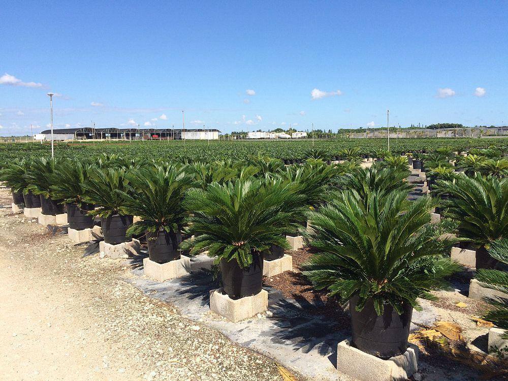 King Sago - Palms and Plants Canada (formerly Norfolk Exotics)