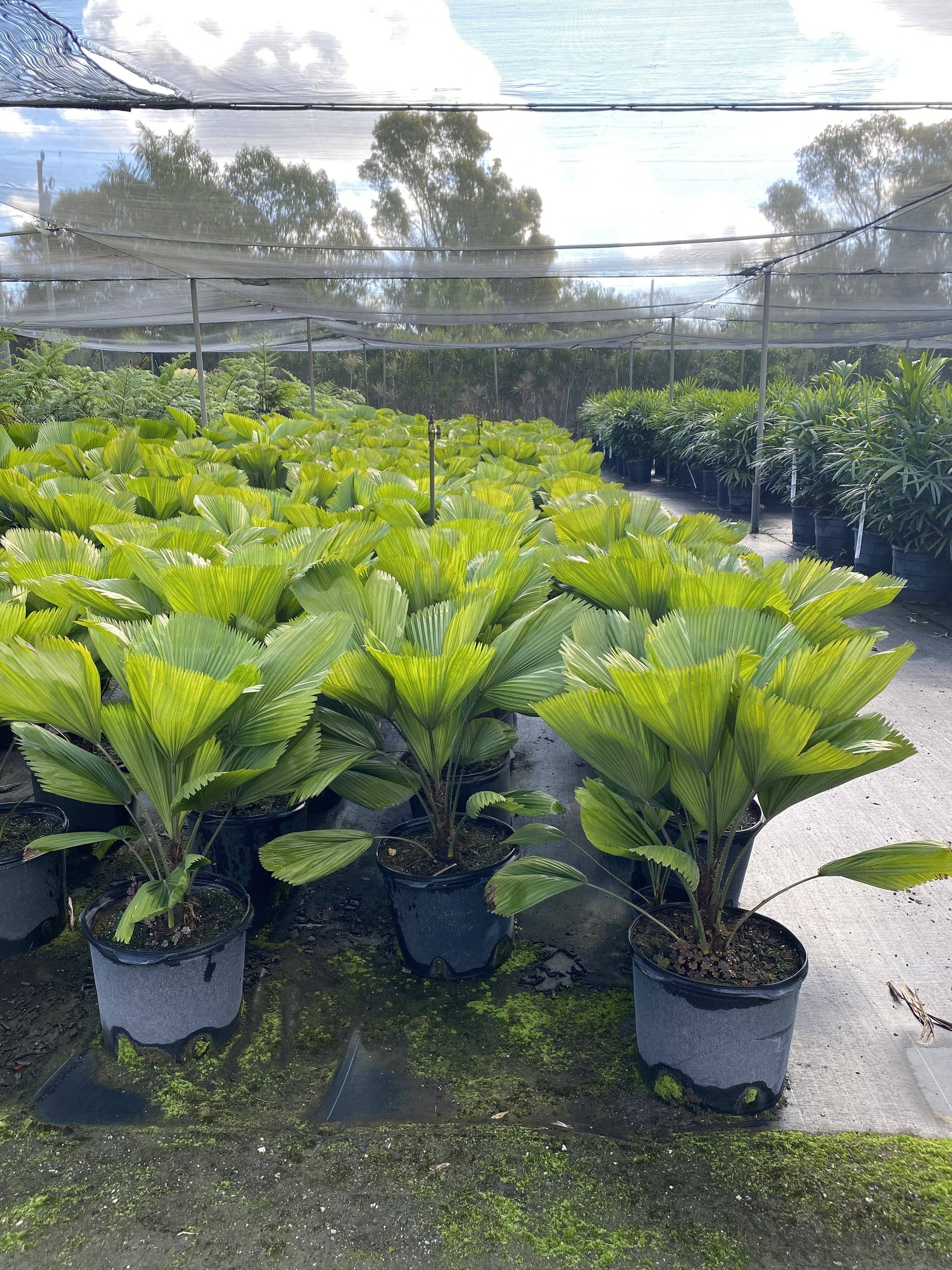 Licuala Grandis - Palms and Plants Canada (formerly Norfolk Exotics)
