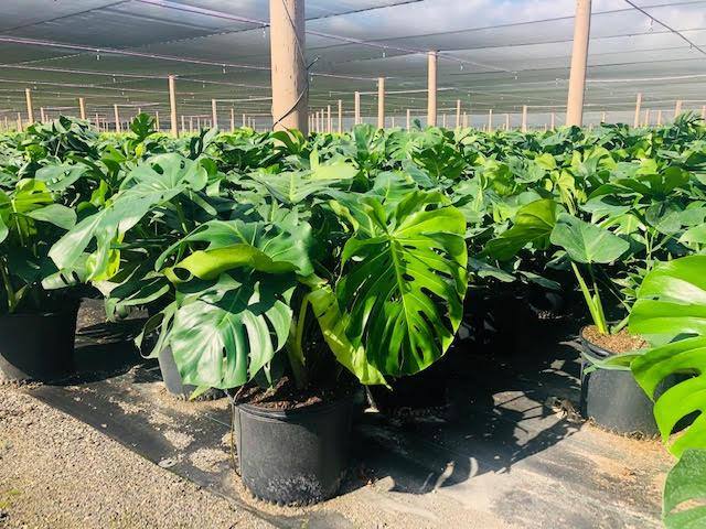 Monstera Deliciosa - Palms and Plants Canada (formerly Norfolk Exotics)