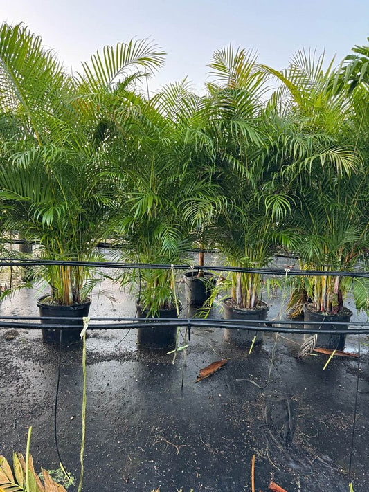 Areca Palm