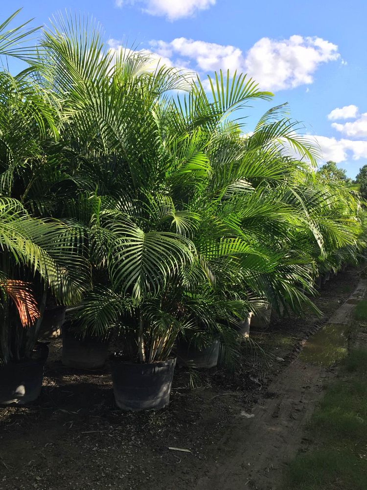Areca Palm