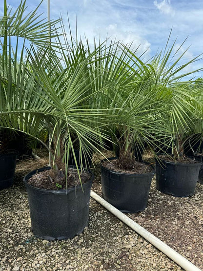 Butia Palm Tree