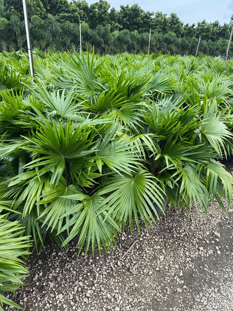 Chinese Fan Palm Tree