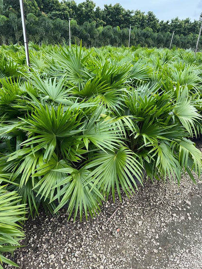Chinese Fan Palm Tree