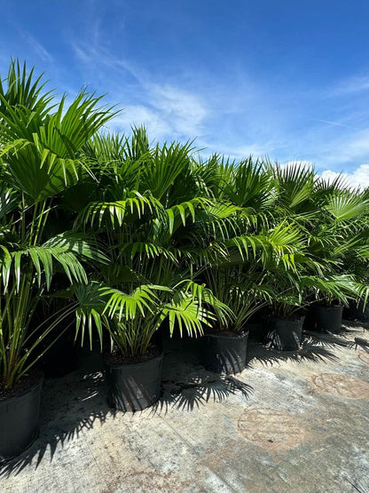 Chinese Fan Palm Tree