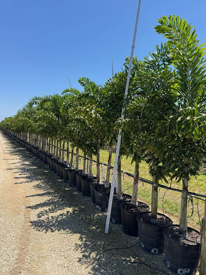 Foxtail Palm Tree
