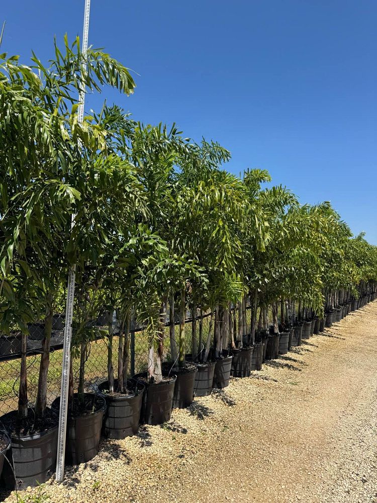Foxtail Palm Tree
