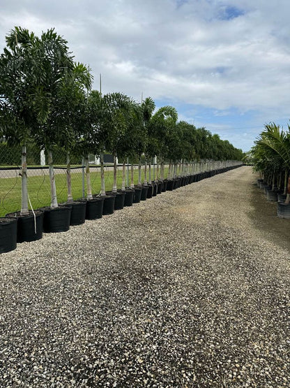 Foxtail Palm Tree