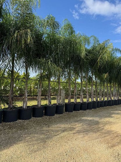 Queen Palm Tree
